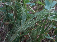 Achillea roseo-alba