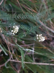 Achillea roseo-alba