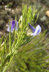 Psoralea laevigata