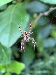 Araneus diadematus