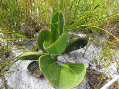 Mairia coriacea