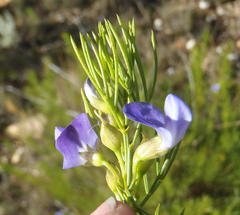 Psoralea laevigata