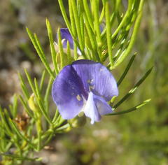 Psoralea laevigata
