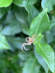 Araneus diadematus