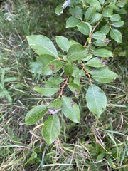Salix taraikensis