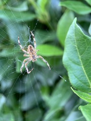 Araneus diadematus