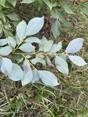 Salix taraikensis