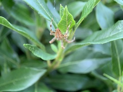 Araneus diadematus