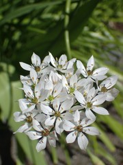 Allium