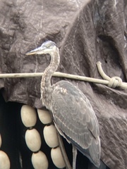 Ardea herodias