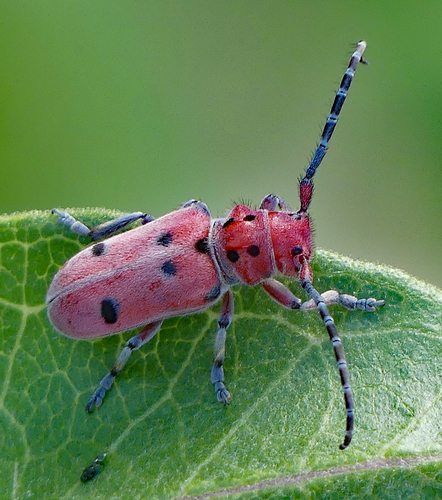 Red-femured Milkweed Borer