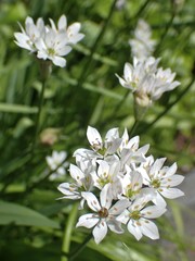 Allium