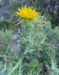 Berkheya cruciata cruciata