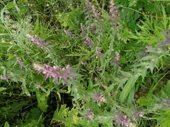 Odontites vulgaris