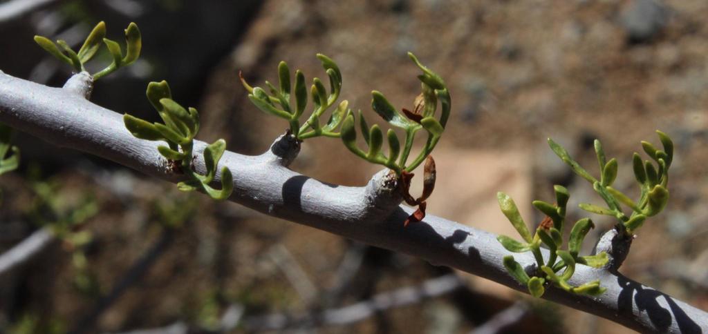 Commiphora cervifolia, De Hoop River wadi: Richtersveld National Park