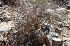 Commiphora cervifolia