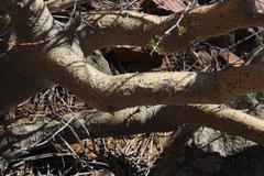 Commiphora cervifolia