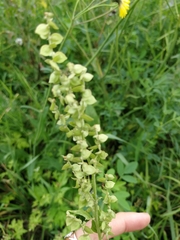 Atriplex sagittata