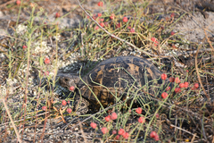 Testudo hermanni