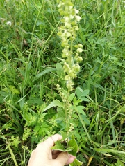 Atriplex sagittata