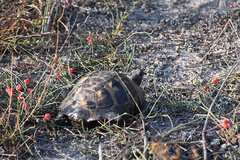 Testudo hermanni