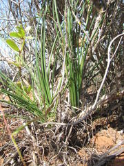 Chlorophytum rangei