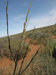 Chlorophytum rangei
