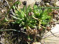 Acrodon bellidiflorus