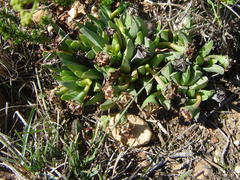 Acrodon bellidiflorus