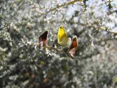 Aspalathus pulicifolia
