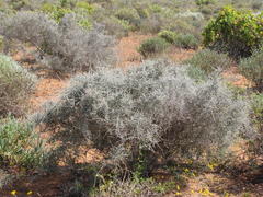 Aspalathus pulicifolia