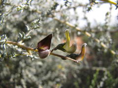 Aspalathus pulicifolia