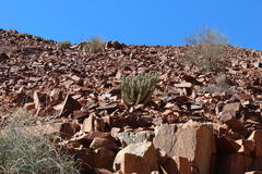 Euphorbia virosa virosa