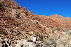 Euphorbia virosa virosa