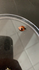 Harmonia axyridis
