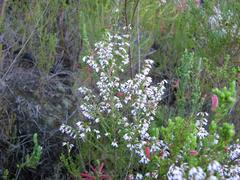 Erica fuscescens