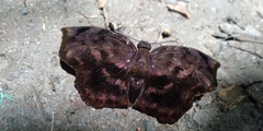 Achlyodes