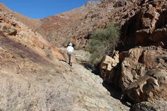 Gymnosporia gariepensis