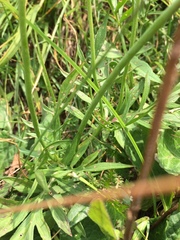 Scabiosa velenovskiana