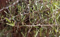 Gymnosporia gariepensis