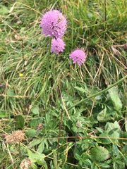 Scabiosa velenovskiana