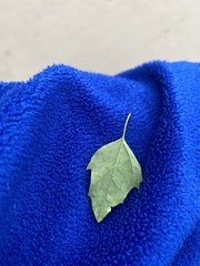 Chenopodium suecicum