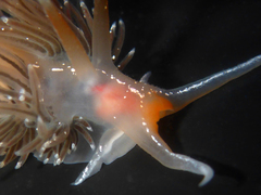 Sakuraeolis enosimensis