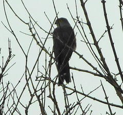 Accipiter tachiro tachiro