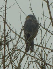 Accipiter tachiro tachiro