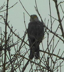 Accipiter tachiro tachiro