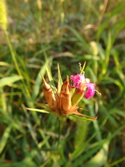 Dianthus armeria