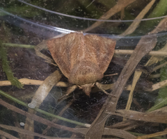 Denticucullus pygmina