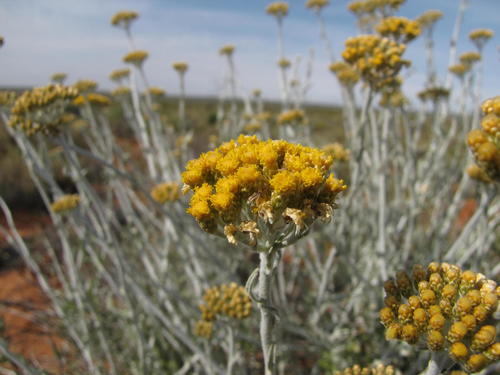 West Coast Everlasting (Helichrysum tricostatum)