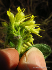 Leobordea corymbosa